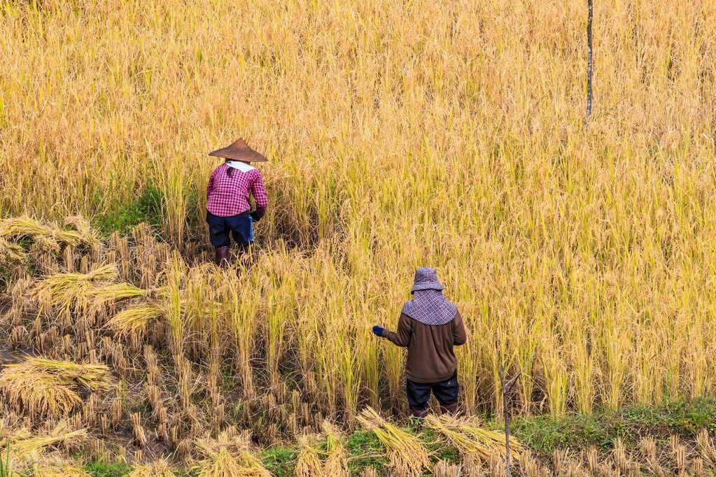 回来|异乡人：秋天了，故乡等你回来晒太阳