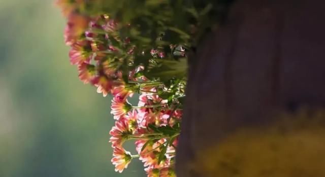 喜事|明天起,喜事如雨、财运临头,4生肖天天好兆头,翻身注定人上人