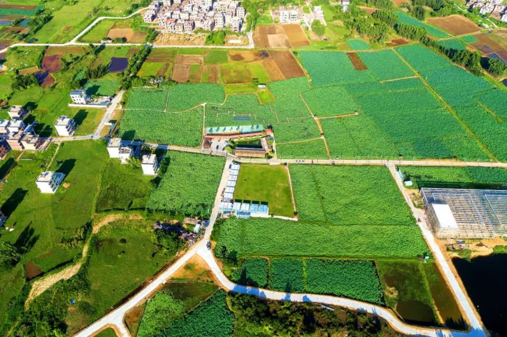  湛江市坡头区摄影协|映日荷花醉「乾塘」