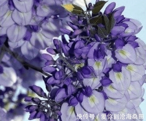 生肖|处处为老婆着想，将其视为掌上明珠！“妻管严”的3生肖男！