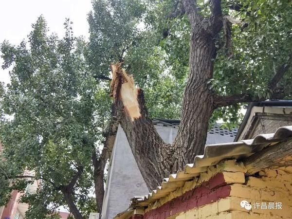  断落|祸从天降！直径30厘米的枝干突然断落，她奋力推开两名幼童