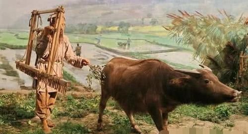  坏人|老农报案牛舌被坏人偷了，包拯：回去把牛杀了，小偷自然会来投案