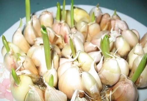  你个|大蒜的保存其实很简单，教你个土法子，再也不用担心大蒜长芽干瘪
