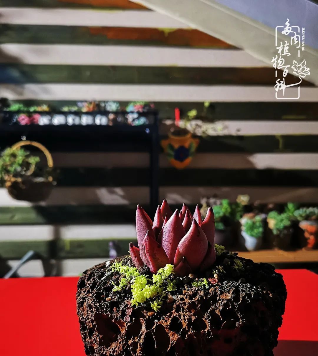  萌化|当粉粉的多肉捧在手心，我体验到了什么叫“萌化了心”