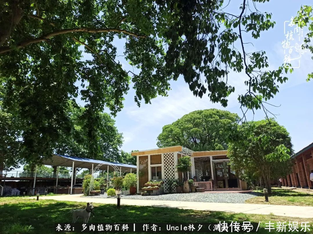  泡一壶|多肉庭院慢生活种一片多肉，喝一杯果酒，泡一壶清茶！