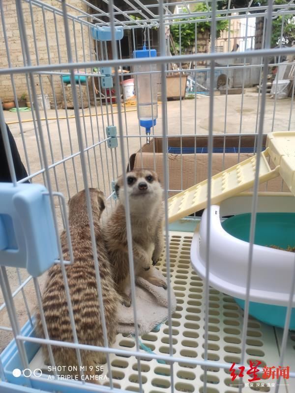  抓获|四川泸州警方破获跨省野生动物买卖案，解救水獭猕猴等多只国家保护动物