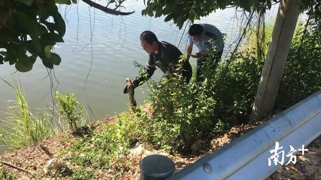  惊现|得人畏！梅江河惊现大蟒蛇“花样戏水”