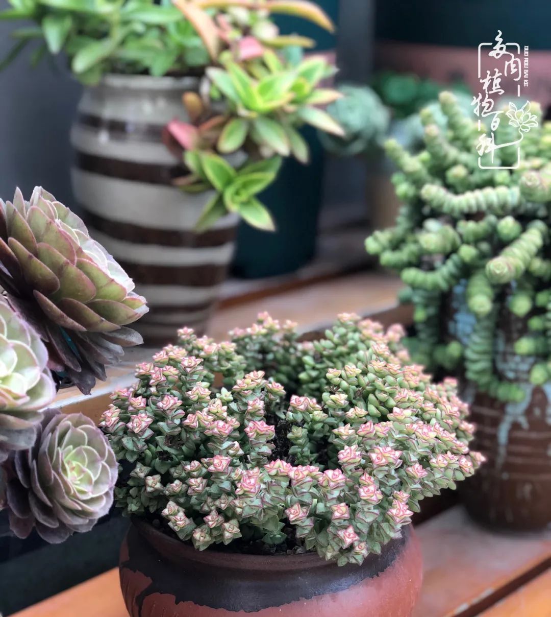  遇上|遇上多肉，遇上美好，情不知所起，一往而深！