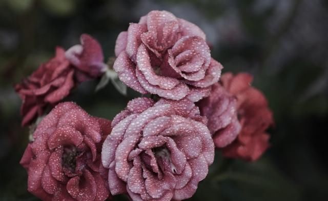  属猴的女生|近期，感情运势提升，爱情说来就来，收获爱情，注定脱单的四生肖