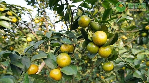  定植|沙糖桔一般可以长多高？沙糖桔怎么种植能长得又快又好？