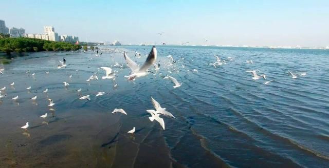 广州湾|“隐秘”广州湾