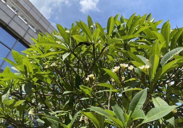  评测|ROG游戏手机3评测：首发865 Plus，看背后多数人会说三个字