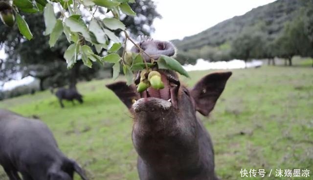 新宠|年夜饭盘中新宠,C位留给与鹅肝、松露、鱼子酱齐名的它!