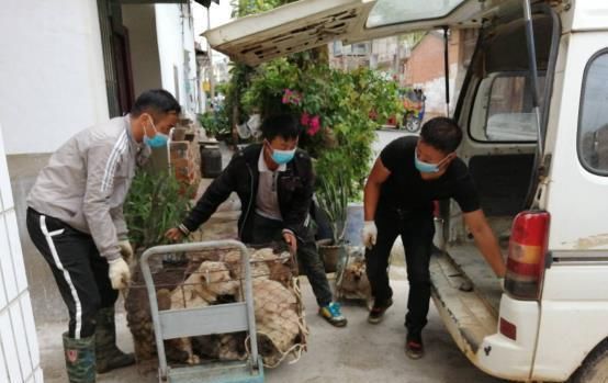  街道|九隆街道联合开展抓捕流浪狗专项整治行动