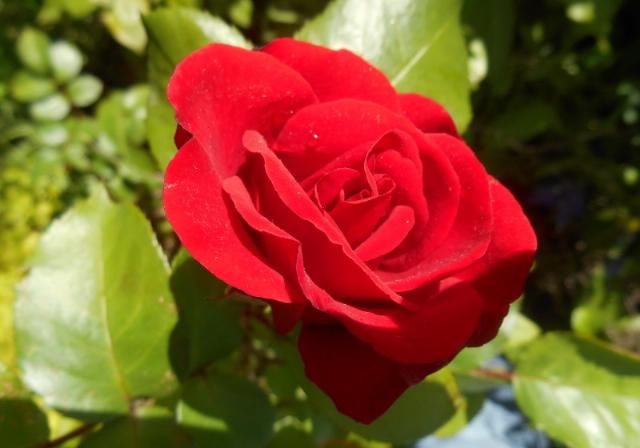  生肖属鼠|未来一个月，四大生肖良缘入命，强势脱单，牵手良人恩爱到白首！