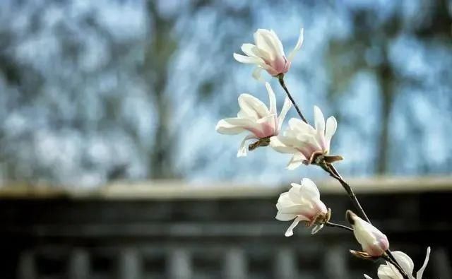 被动局面|王阳明：身处被动局面，顺应自然是最好的策略