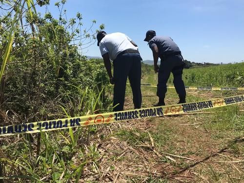  自杀|甘蔗田出现五具女尸后凶手落网自杀，谁知又出现第六具尸体
