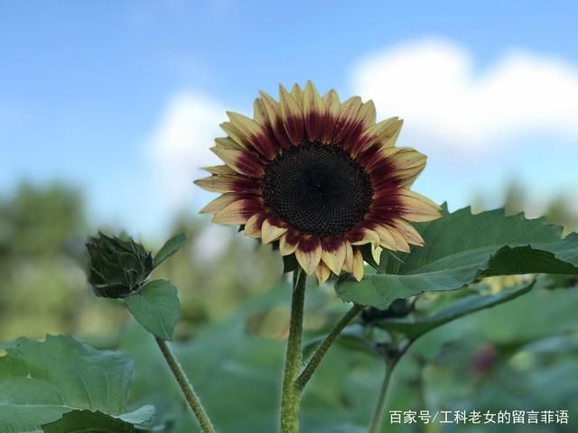 葵花|沈阳花讯通知：朵朵葵花向阳开