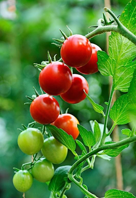 石勒|菜蔬不分贵贱,能吃就是好菜,看中国籍洋蔬菜有何古代来历