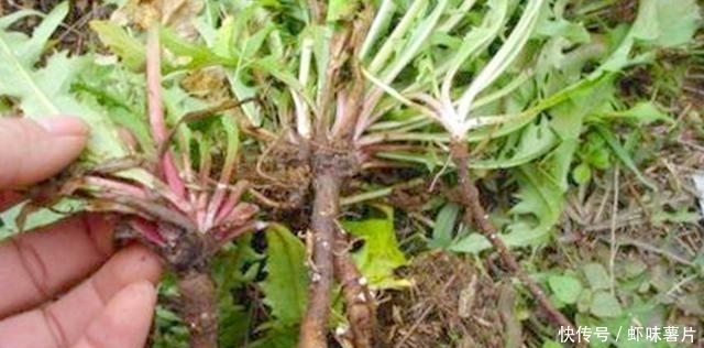 肝脏|养肝就是养命！肝不好的人，白开水里加点它，排出多年肝毒