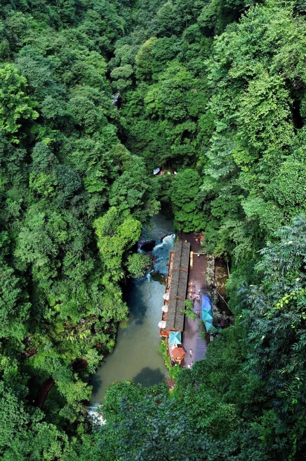  瞒不住|完了！雅安遍地大熊猫的事瞒不住了