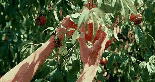  三缘宝地|【夏日乐“桃桃”】这么撩人的桃子，还不赶紧过来看看！！