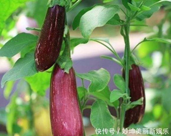 口感和味道|还在纠结买白茄子还是紫茄子?试试花茄子吧,据说吃起来跟肉一样