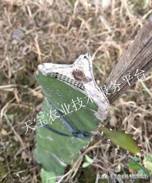 虫害|火龙果常见虫害高清图谱