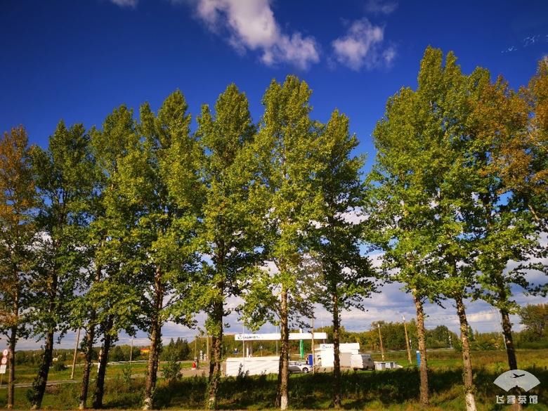 好看|拔草俄航95周年彩绘机！外观和机舱超好看，难怪有近9成上座率