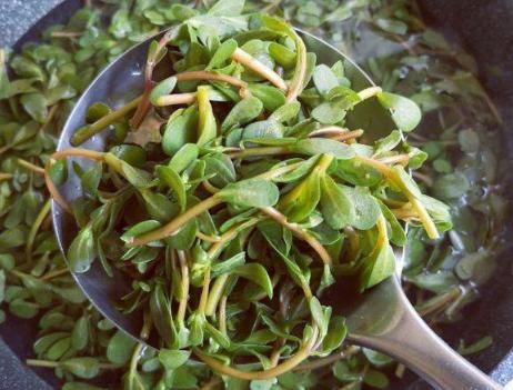 清热|夏天,正当时的野菜,农村到处是,清热消暑还营养,热天吃特好