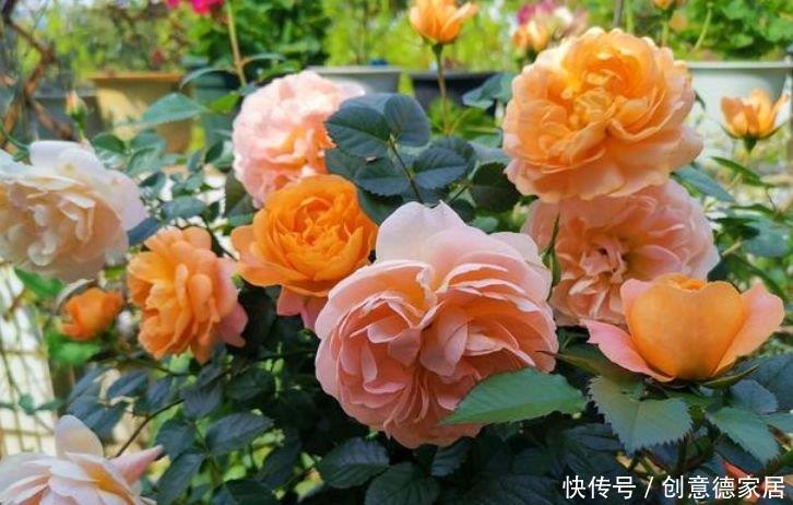  傲娇|4种花是花界的“傲娇女王”，花开美观又大气，花色艳丽灿烂无双