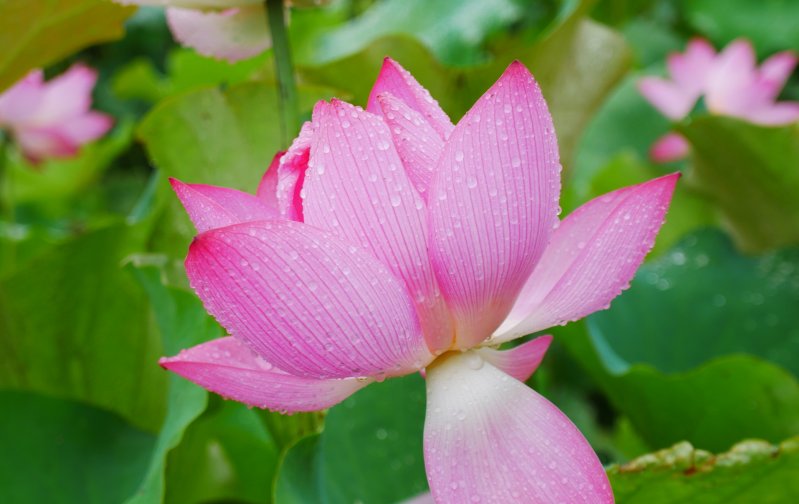 双鱼座一定|未来一个月,好运此起彼伏的4大星座,财源广进,家丁财旺