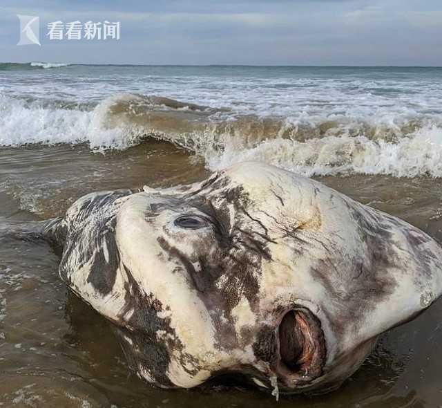  海滩|澳大利亚海滩惊现奇葩生物 长相如外星人