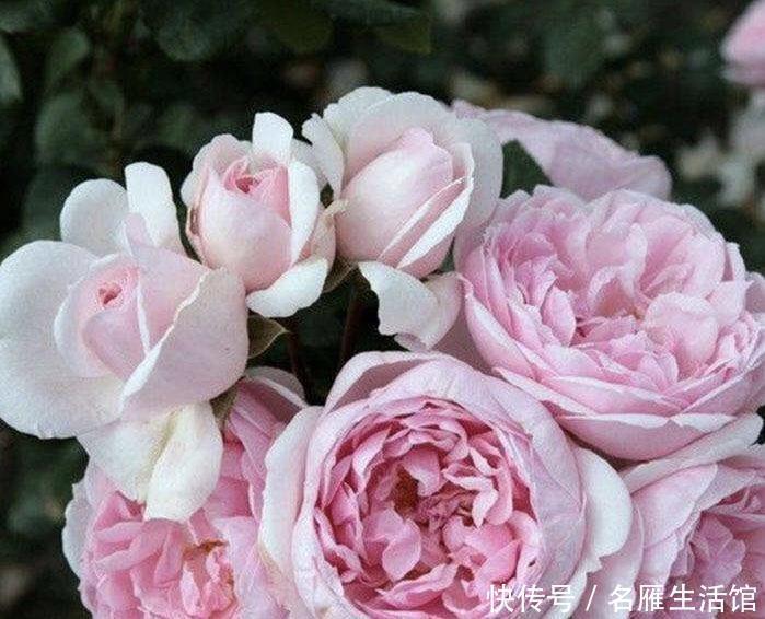 值得|最值得养的藤本花品种,攀缘能力很强,三季开花