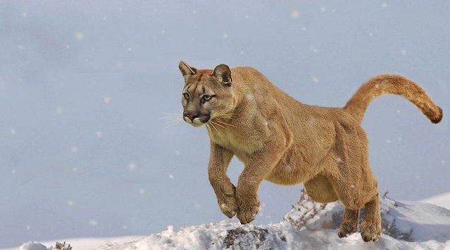  何物|传说中猛兽“彪“是何物？能杀死老虎，2005年后我国仅拍到3次