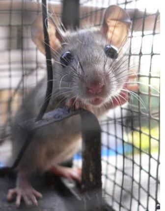  妈妈|老鼠因咬了小女孩脚趾后当场死亡，妈妈一看瞬间吓坏了