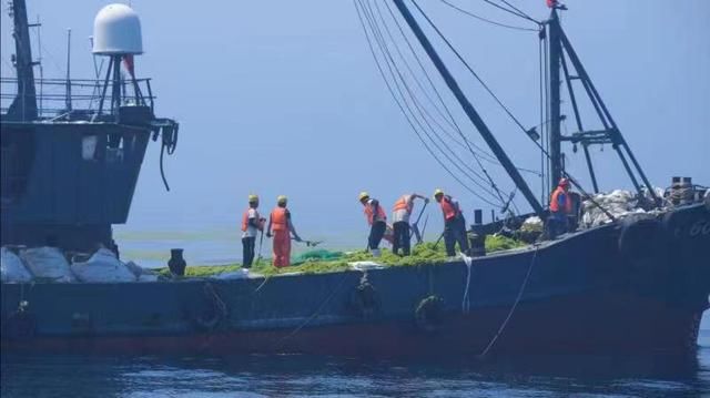 青岛浒苔处置工作取得明显成效