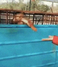  女朋友|开心一笑：我女朋友打了电话过来，急忙拿出来挂掉，熊又走了回来