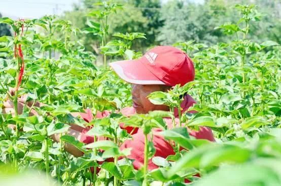  炽热|话说二十四节气 | 大暑：清心静气消暑纳凉 让我们一起经历生命最炽热的温度