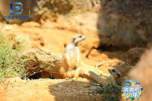  打造|浙江广电新媒体打造 国内首档青少年户外励志综艺《奔跑吧少年》