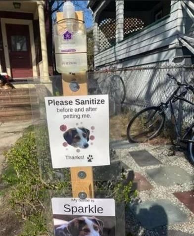  院子|狗子在院子经常被路人撸，主人贴心放消毒液：摸狗之前先消毒！