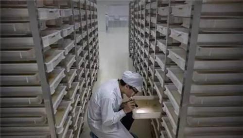 工厂|世界上最大的蚊子工厂,每周培育500万只蚊子并放生,就在广东省