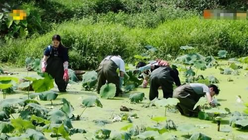  原因|《向往》挖藕被质疑作秀、糟蹋粮食，官方透露原因狠狠打脸