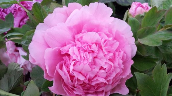 俗话|俗话：吃亏是福，但人到中年有4个亏不能吃，不然后半生不得安宁