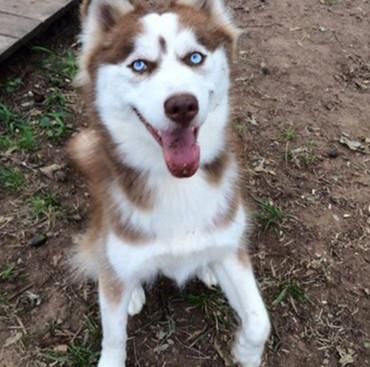 抢吃|男子到朋友家做客,看到两只二哈在抢吃东西,走近看清后无语了