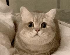 电话|这只猫通宵等主人电话,只为在摄像头里见一面,无数网友泪崩…