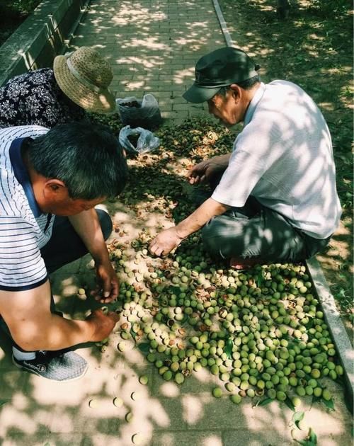  开花|玉簪终于成片开花，楼下来了只漂亮的小花猫