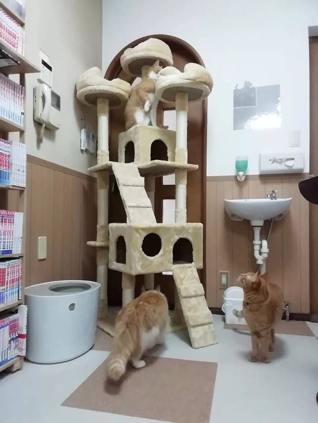  猫咪|只为开猫咪咖啡馆，女子日均开销不到15元，34岁前买下3栋楼！