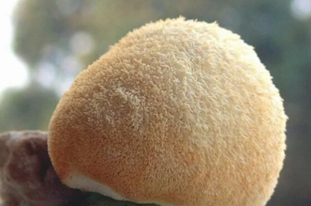  分布|它长这“球样”，却能给胃护航，前提：别怕麻烦自是不逊色于燕窝