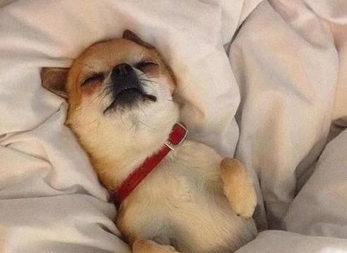  对主人|狗狗“睡觉”的八个秘密，说明你在它心目的重要位置